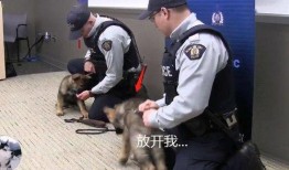 警犬视频,守护平安的忠诚伙伴