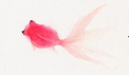 小金鱼动漫,梦幻海洋的奇幻之旅